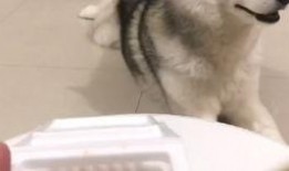 小鹿狗吃不吃瓜,揭秘它对瓜的神秘态度