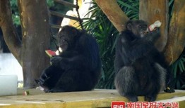 黑猩猩吃瓜图片,揭秘灵长类动物的天然喜好