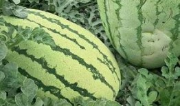 吃瓜的样子很迷人,揭秘吃瓜者的迷人姿态