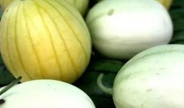 口口脆瓜怎么吃,轻松解锁夏日清新美味