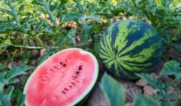 吃瓜群众在线吃瓜小说,揭秘网络小说中的吃瓜众生相