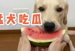 哈皮不会吃瓜,一场不吃瓜的趣味之旅