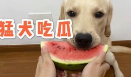 哈皮不会吃瓜,一场不吃瓜的趣味之旅