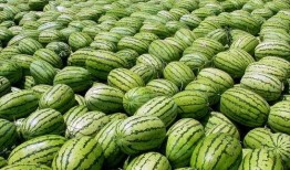 怎么恢复吃瓜,揭秘高效恢复技巧