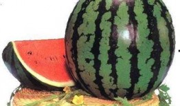 吃瓜要注意,轻松掌握观瓜技巧，畅享娱乐盛宴