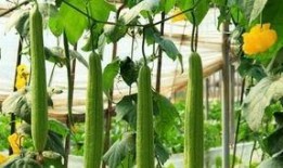 妇科实习吃的瓜,那些难忘的“瓜”与成长故事