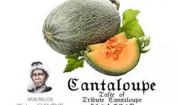 吃瓜休闲音乐推荐,跟着吃瓜音乐一起摇摆