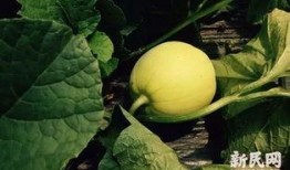 吃瓜看林某,吃瓜群众视角下的真相追踪