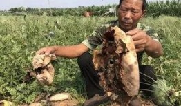 近期疫情吃瓜事件,揭秘网络舆论背后的真相与反思