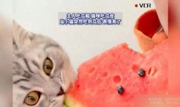 猫咪吃蜜瓜吗,揭秘猫咪对蜜瓜的喜爱与禁忌