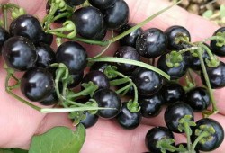 黑星星吃瓜,黑星星的瓜田奇遇记