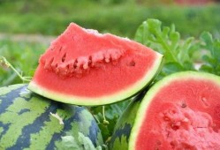 吃瓜吃到广东,探寻广东美食的奥秘