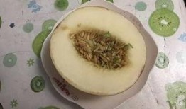 陕西吃瓜协会长,揭秘陕西美食背后的故事与魅力