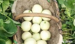 白瓜怎么吃更甜,解锁甜润口感新技巧