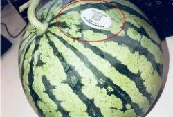 吃瓜西藏网红,揭秘高原生活背后的趣味与温情