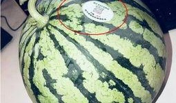 吃瓜西藏网红,揭秘高原生活背后的趣味与温情