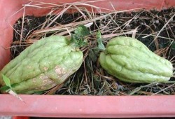 观赏瓜图可以吃吗,揭秘视觉与味觉的双重享受