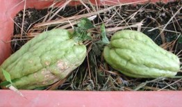 观赏瓜图可以吃吗,揭秘视觉与味觉的双重享受