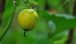 童年吃田瓜,那片田瓜地里的甜蜜时光