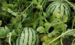 吃路边酸瓜,探寻路边美食的独特魅力