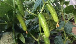 黑星星吃瓜,黑星星的瓜田奇遇记