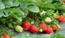 张典吃瓜草莓园,张典瓜园里的甜蜜草莓之旅