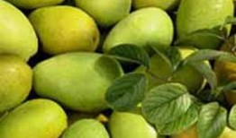 孕妇吃石瓜好吗,孕妇适量食用石瓜有益健康