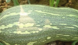 有胃病吃啥瓜,胃病患者的夏日瓜果选择指南