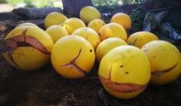 吃白蜜瓜上火吗,上火还是清凉？