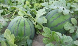 农大草坪吃瓜,夏日吃瓜好去处