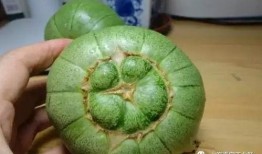 吃货主播吃的小绿瓜,吃货主播的味蕾冒险之旅