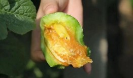 痛经吃羊角瓜好吗,羊角瓜食疗新选择