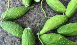 孕妇吃石瓜好吗,孕妇适量食用石瓜有益健康