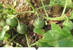 童年吃田瓜,那片田瓜地里的甜蜜时光