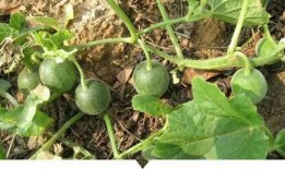 童年吃田瓜,那片田瓜地里的甜蜜时光