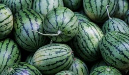 介绍吃瓜,一场味蕾与心灵的盛宴