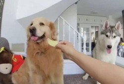 小鹿狗吃不吃瓜,揭秘它对瓜的神秘态度