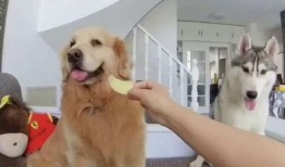 小鹿狗吃不吃瓜,揭秘它对瓜的神秘态度