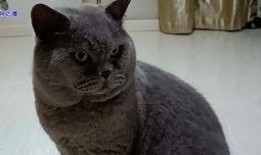 揉胖猫吃瓜,揭秘娱乐圈幕后故事